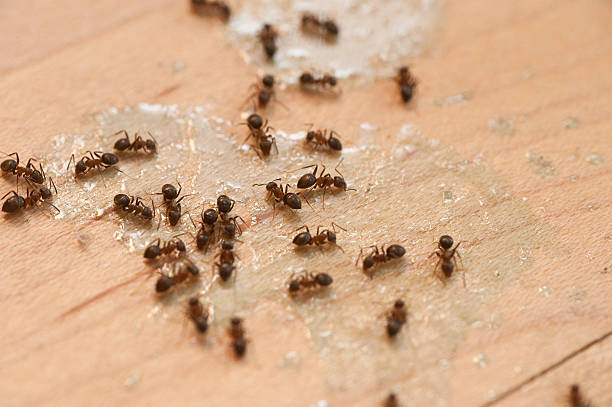 Best Emergency Pest Control  in Wayne Heights, PA